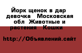Йорк щенок в дар. девочка - Московская обл. Животные и растения » Кошки   